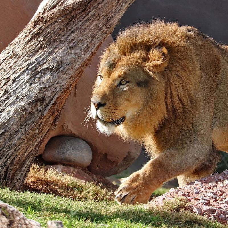 Phoenix Zoo, Arizona