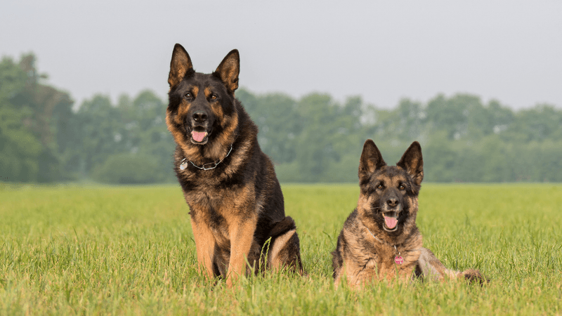 Temperament And Personality