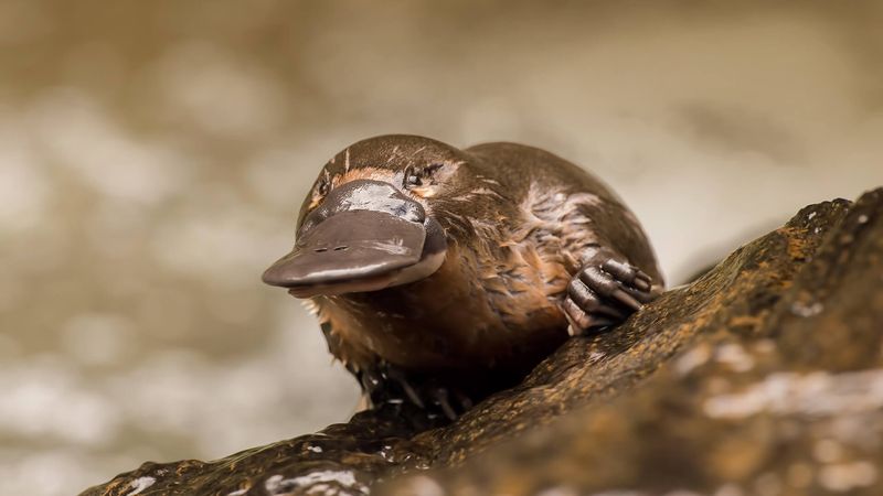 What Does This Unique Mammal Eat?