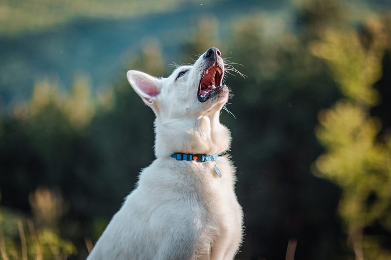 Unusual Vocalizations Or Silence