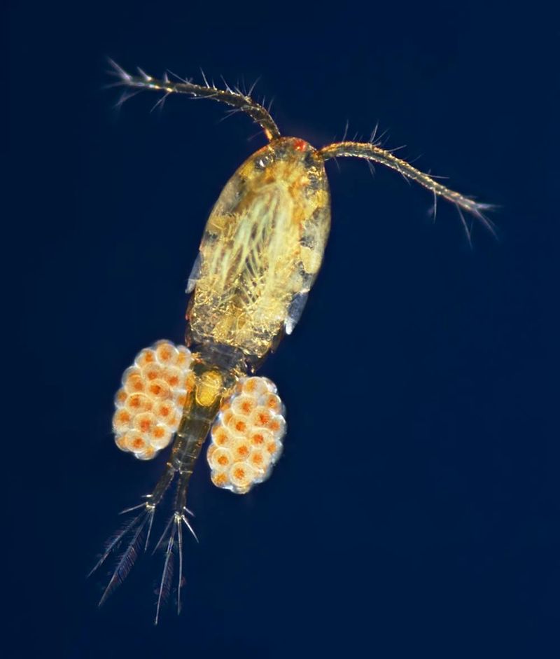 Zooplankton