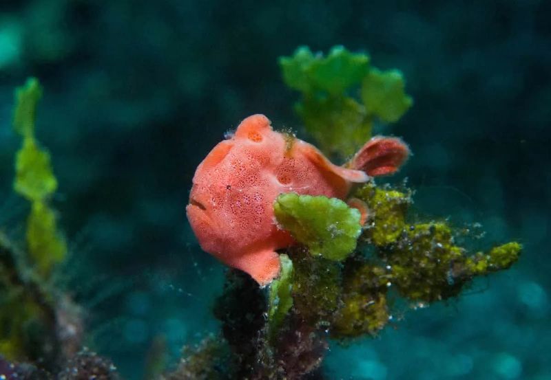 Frogfish