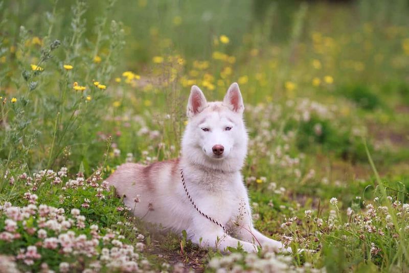Cream Husky