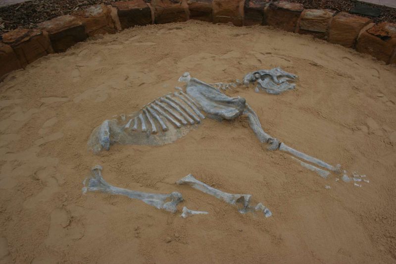 From Marsupial Lions To Giant Kangaroos What They've Found So Far
