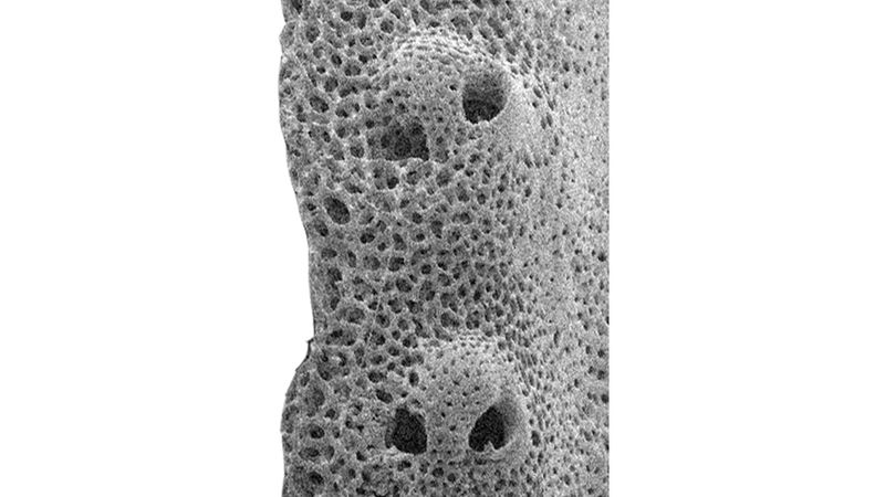 Uncovering The Pig-Snout Fossil In The South Pacific
