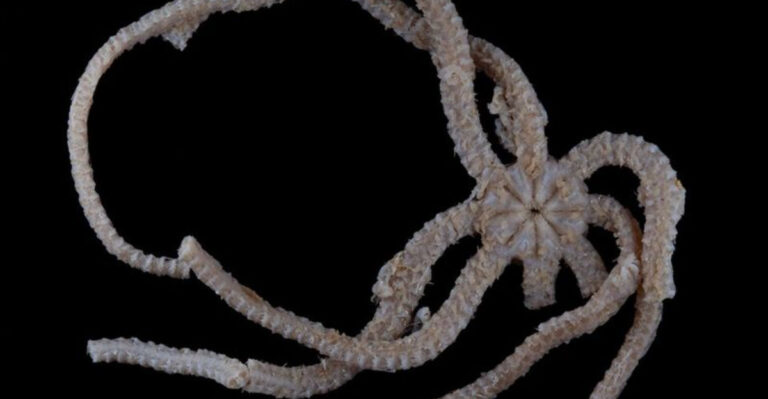 Pig-Snout Looking Fossil Found In South Pacific