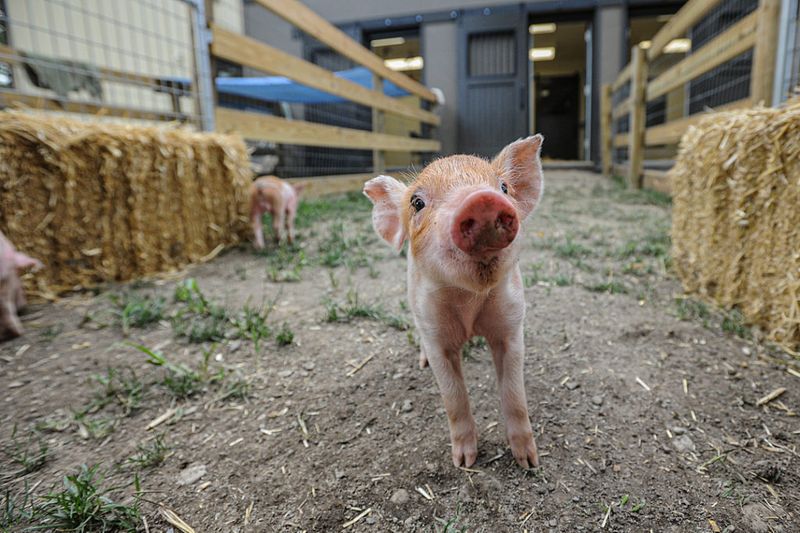 Pigs Are Born With Teeth