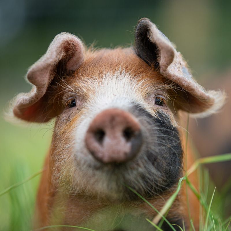 Teeth Can Reveal A Pig's Age