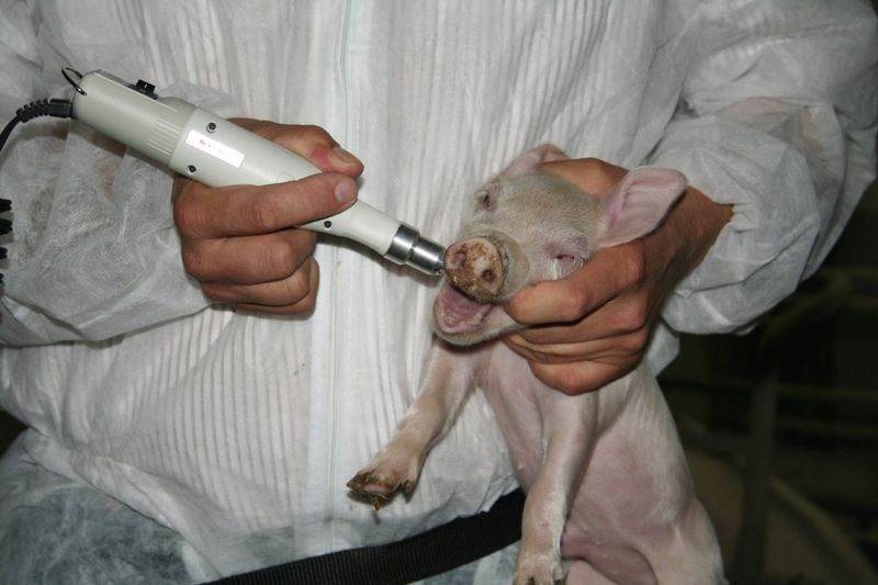 Some Pigs Grind Their Teeth