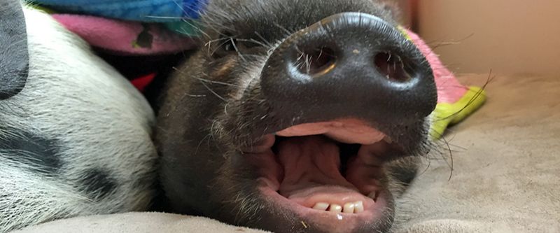 Pigs Can Develop Dental Problems