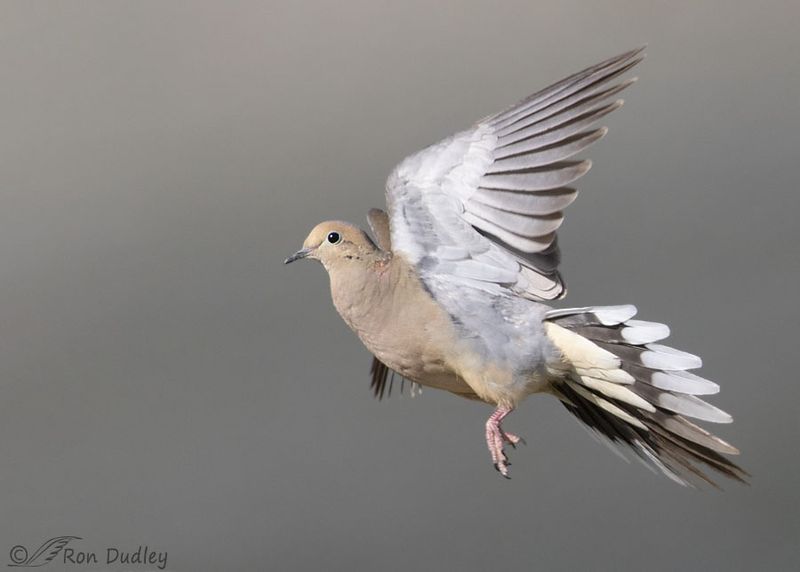 Mourning Dove's Gentle Coo