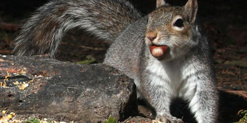 Squirrels Faking Food Storage