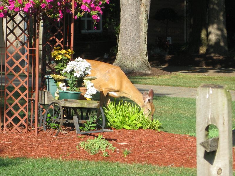 Deer