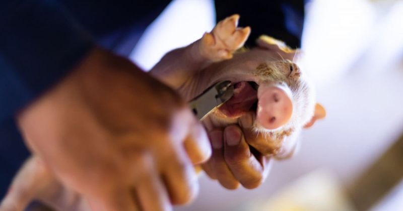 Farmers Often Clip Piglets' Teeth