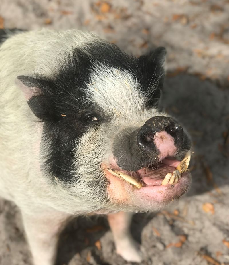 Pet Pigs May Need Dental Care