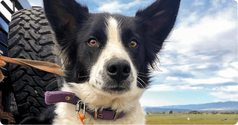 Border Collies: The Farm's Faithful Managers