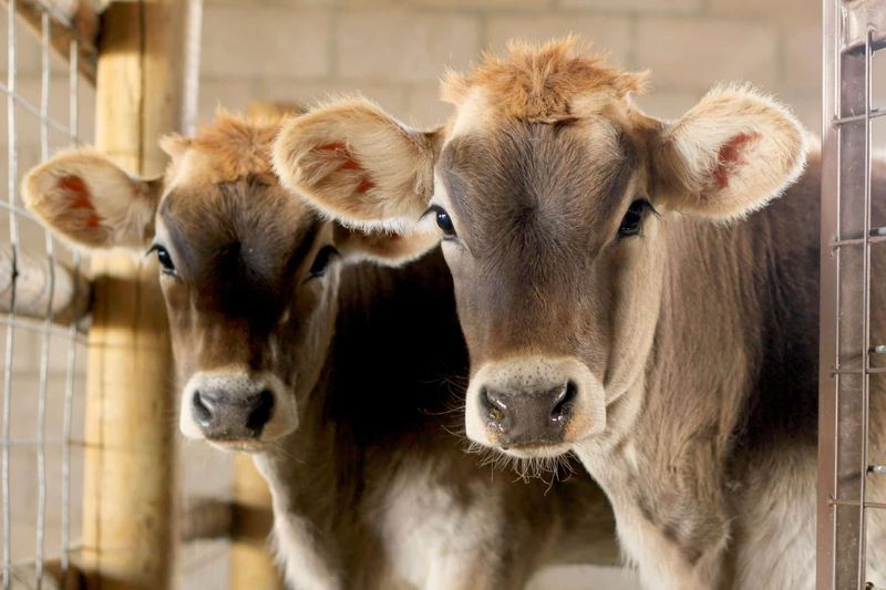 Cattle: Walking Larders Of The Frontier