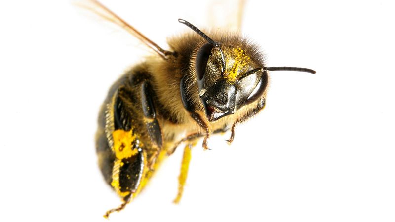 Bees Grasp The Concept Of Zero