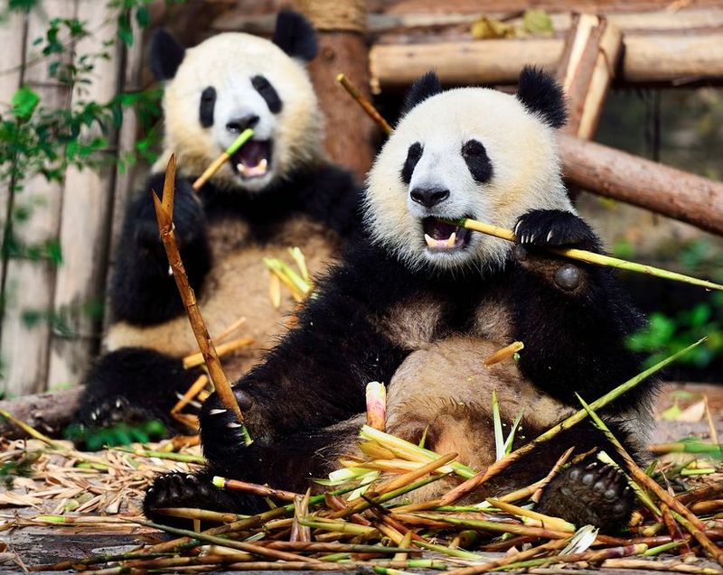 Bamboo Shoots (Not Just Stalks)