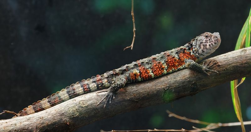 Chinese Crocodile Lizard: Living Fossil