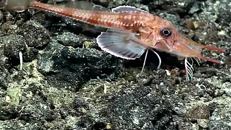 Armored Searobin: Ocean Floor Knight