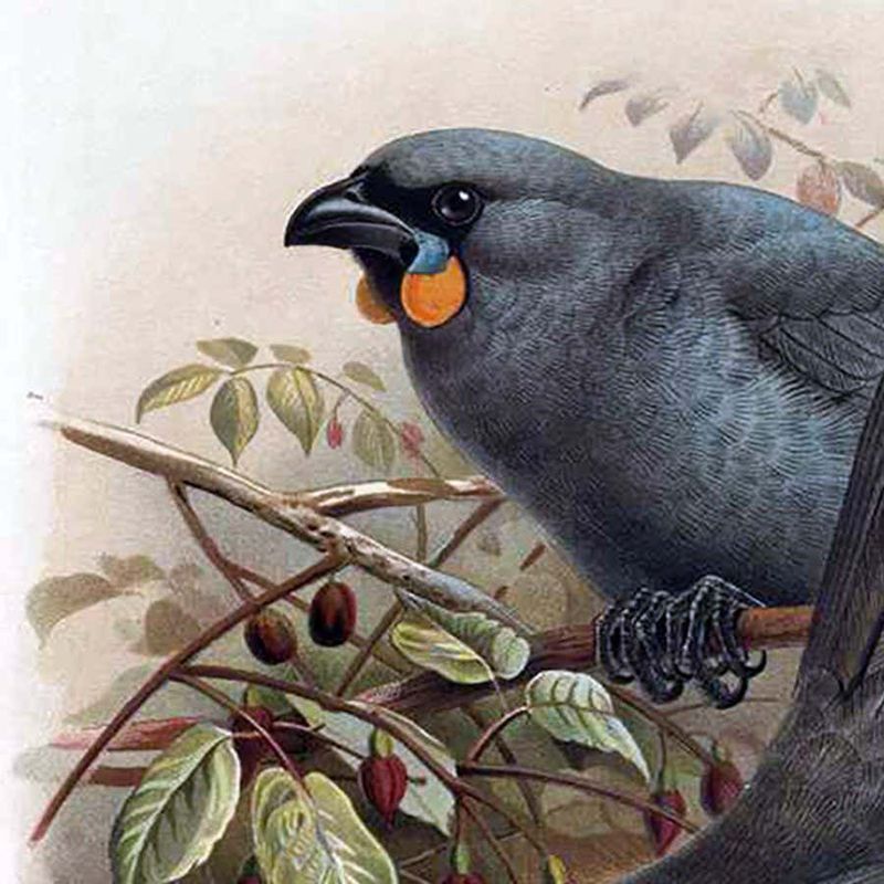 South Island Kōkako