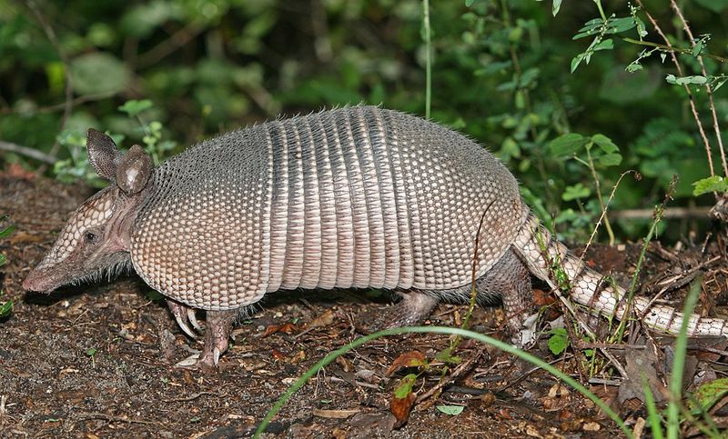 Giant Armadillo – Armor-Plated Giant