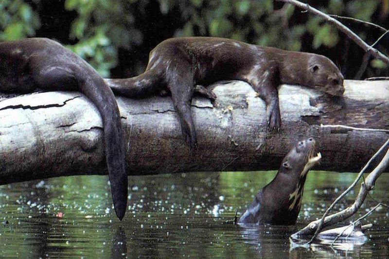 Giant River Otters – Playful Pack Hunters