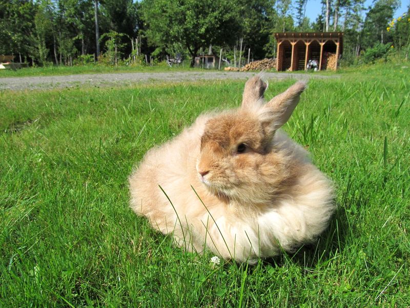 Fluffy Fiber Factories