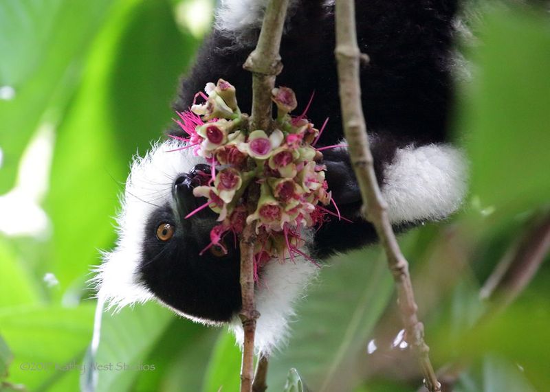 Bush Babies With Benefits: Lemurs