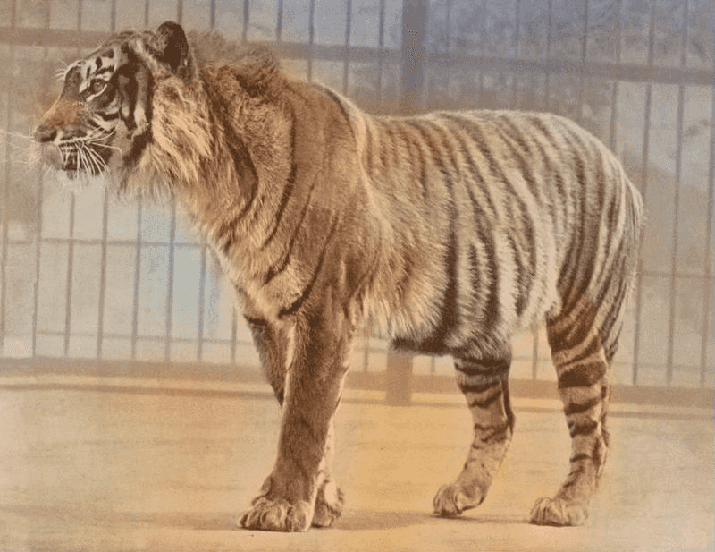 Javan Tiger: Lost Jungle Phantom