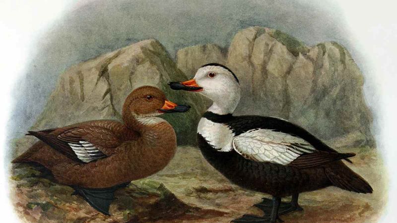 Labrador Duck