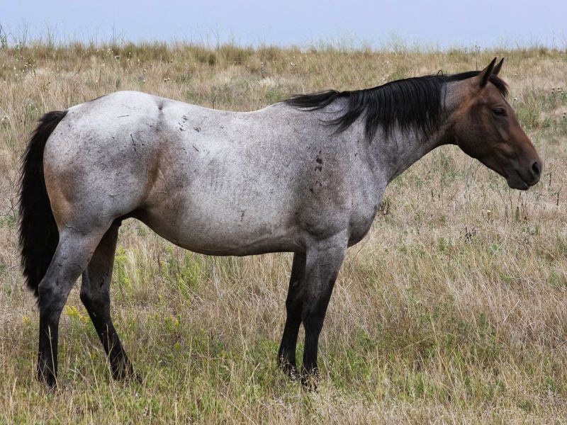 Roan