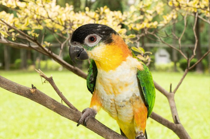 Caiques (Black-headed Caique)