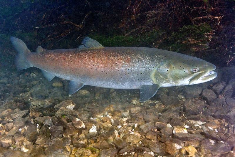 Hucho Hucho: The Danube Salmon