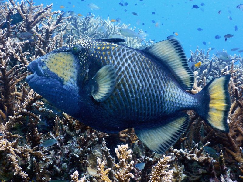 Titan Triggerfish
