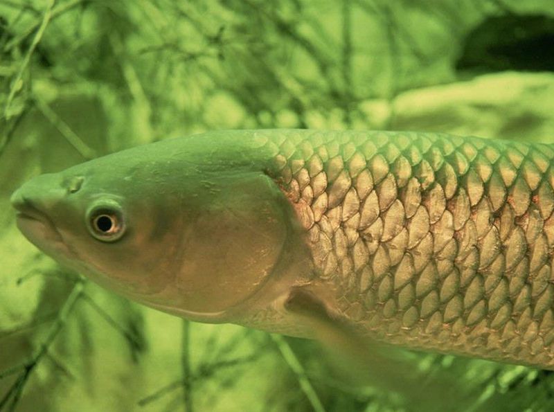 Asian Carp