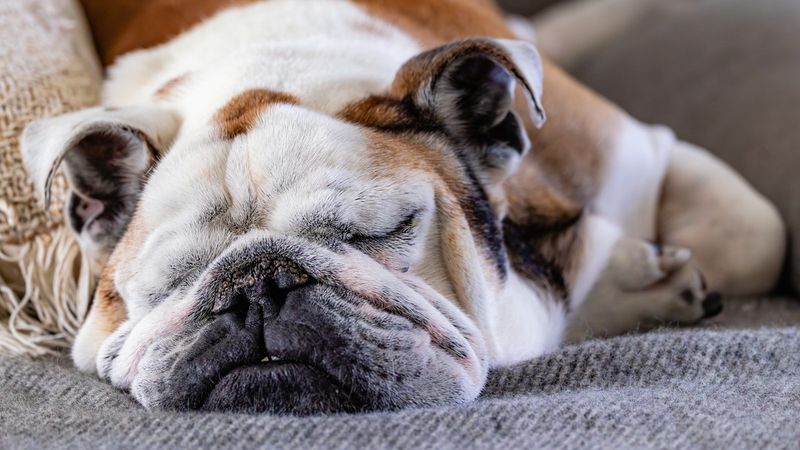 Bulldog