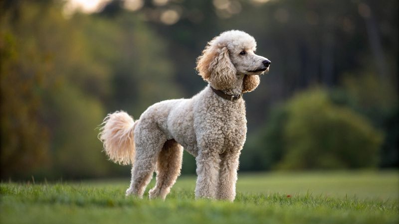 Poodle Emotion Professors