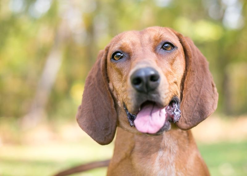 Hound Mixes: Born For Dog Society
