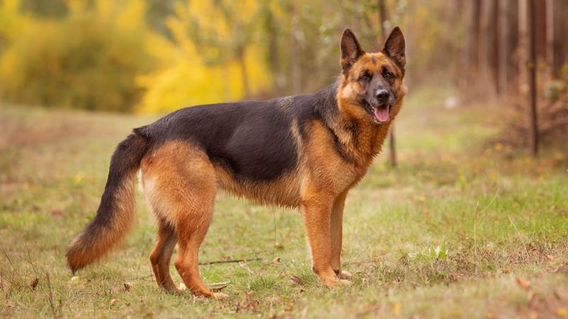 German Shepherds