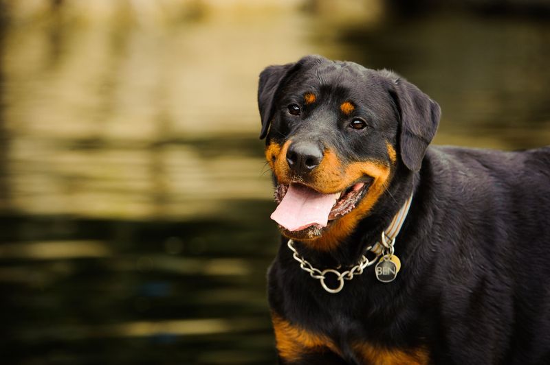 Rottweilers