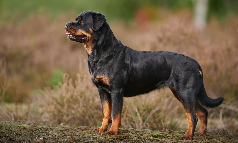 Rottweilers