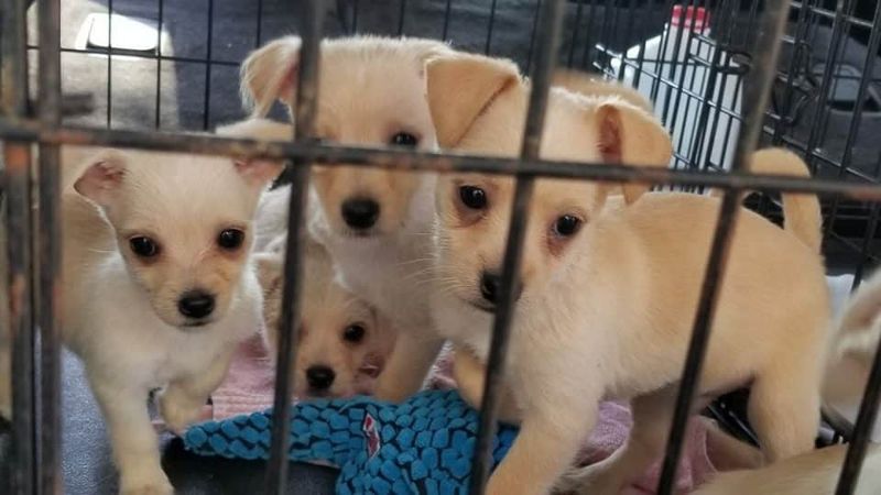 Chihuahuas: Small Dogs With Big Shelter Numbers