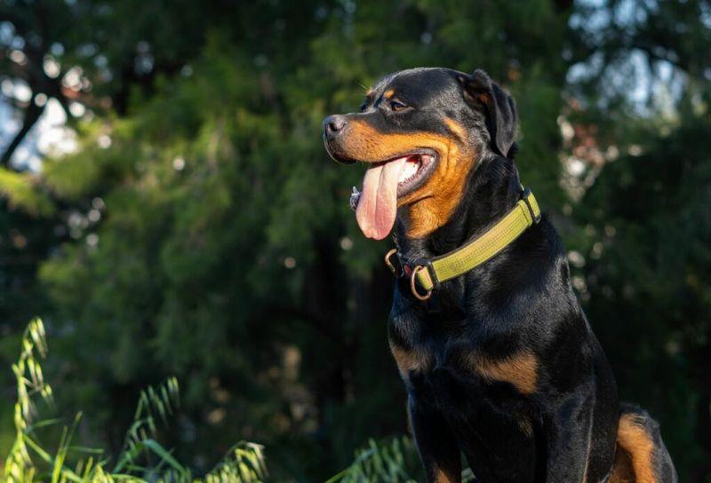 Rottweilers: Guardians With Heart
