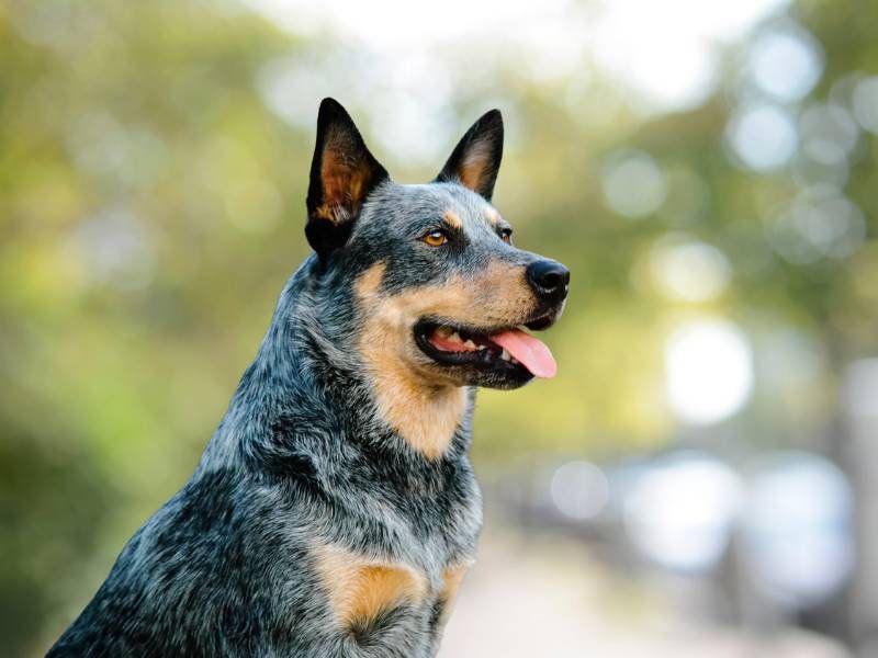 Australian Cattle Dogs