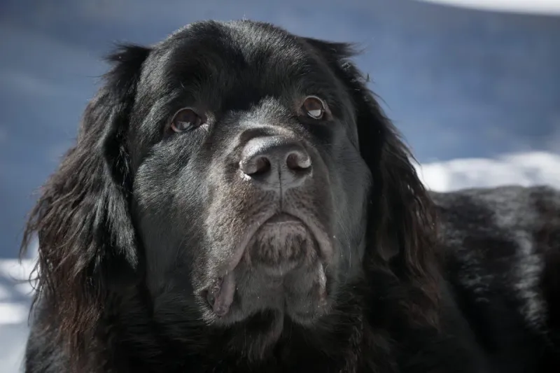 Newfoundlands: Gentle Giants With Heroic Hearts