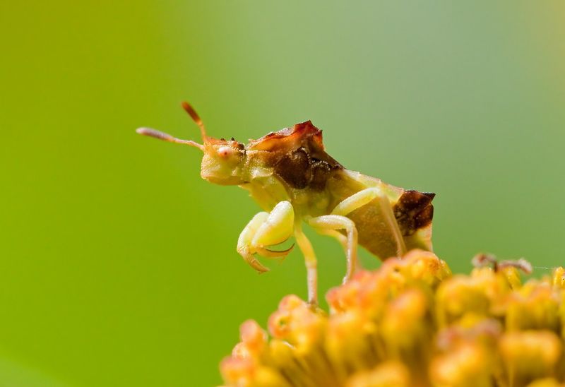 Ambush Bug's Flower Disguise