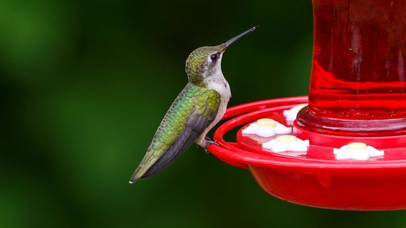 Hang The Feeder Away From Trees And Walls
