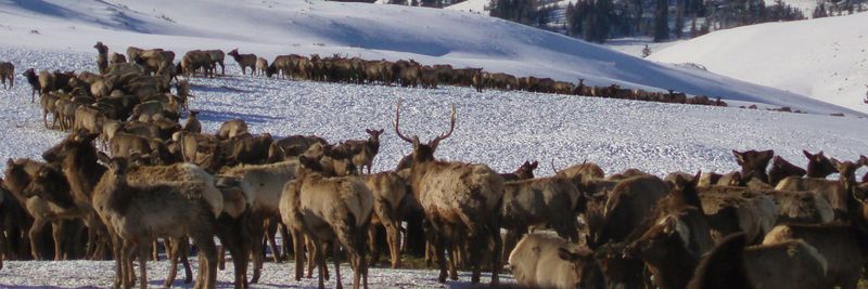 Elk: Returning Giants